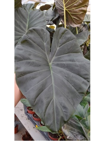 Alocasia Wentii